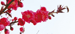 春色桃花