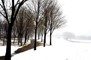 郊野踏雪